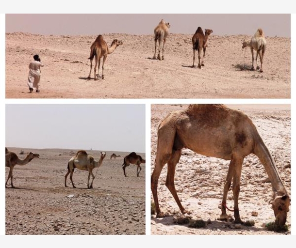 alarab
