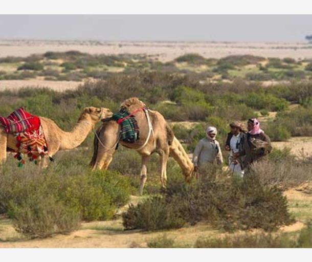 alarab