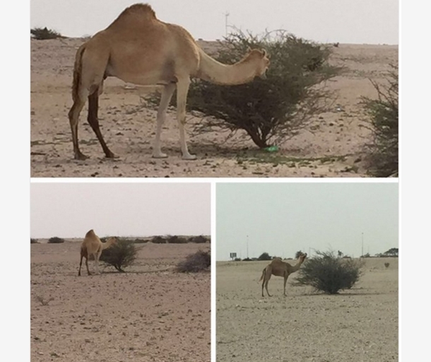 alarab