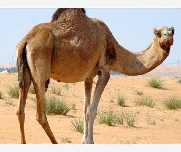 alarab