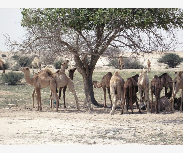 alarab