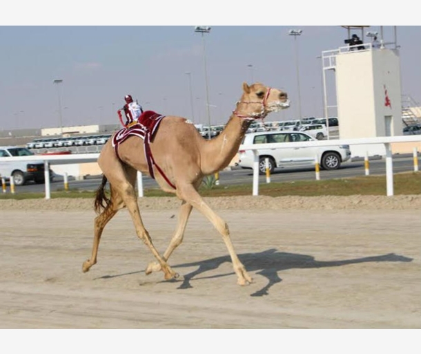 alarab