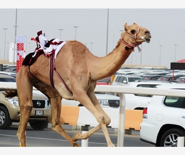 alarab