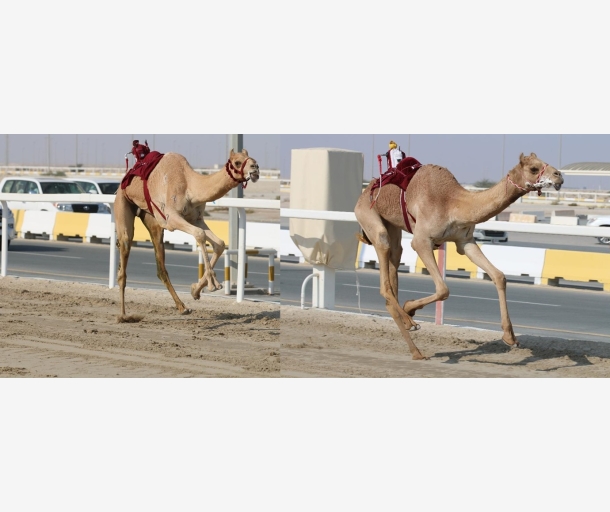 alarab