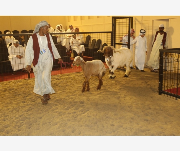 alarab