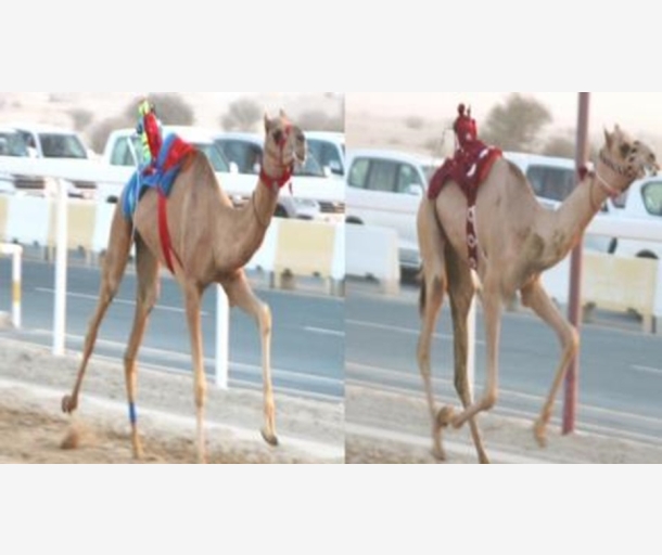 alarab