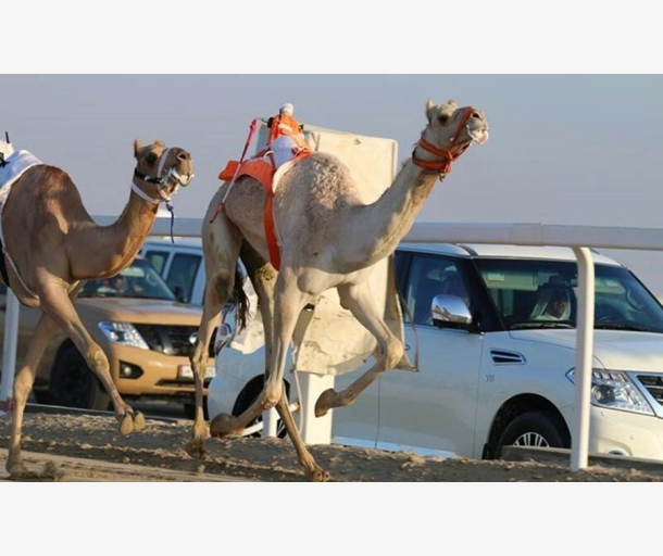 alarab