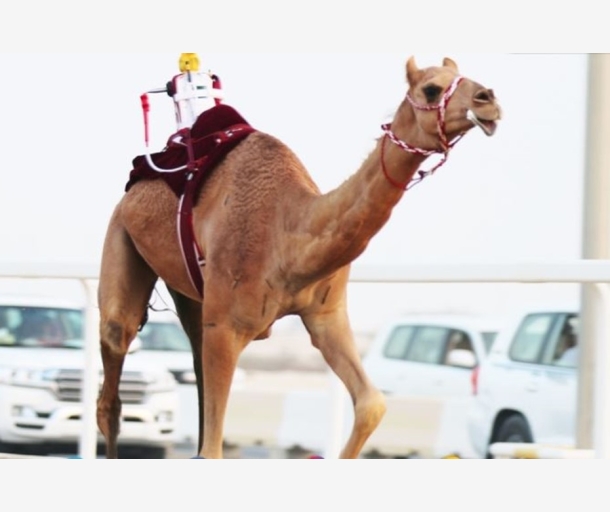 alarab