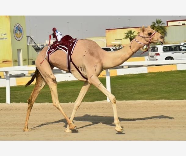 alarab