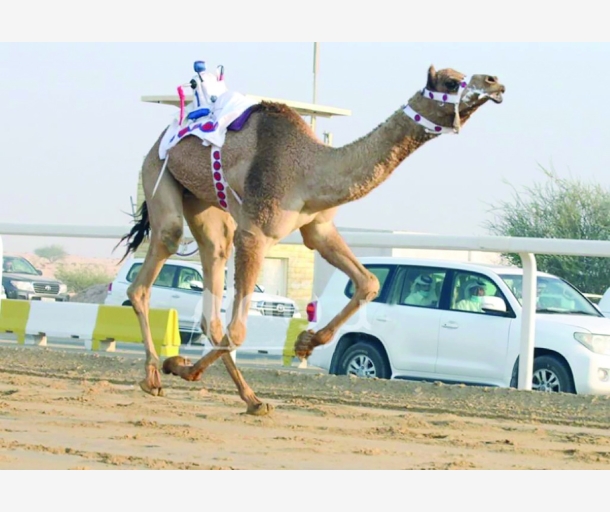 alarab