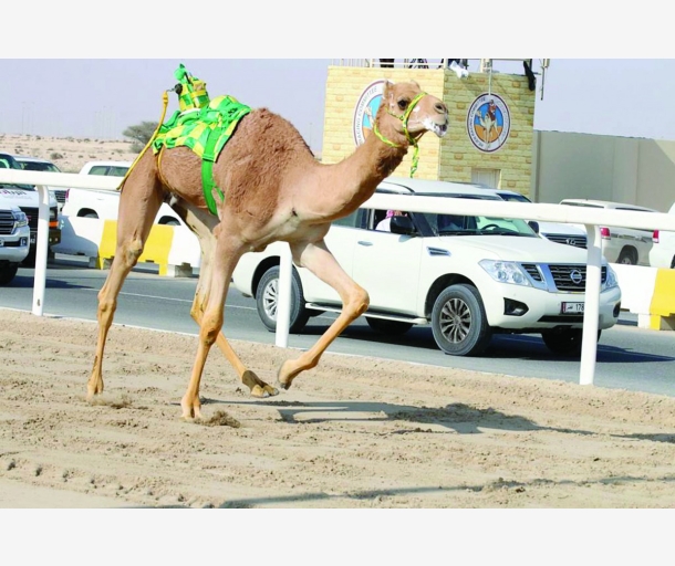 alarab