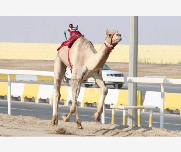 alarab