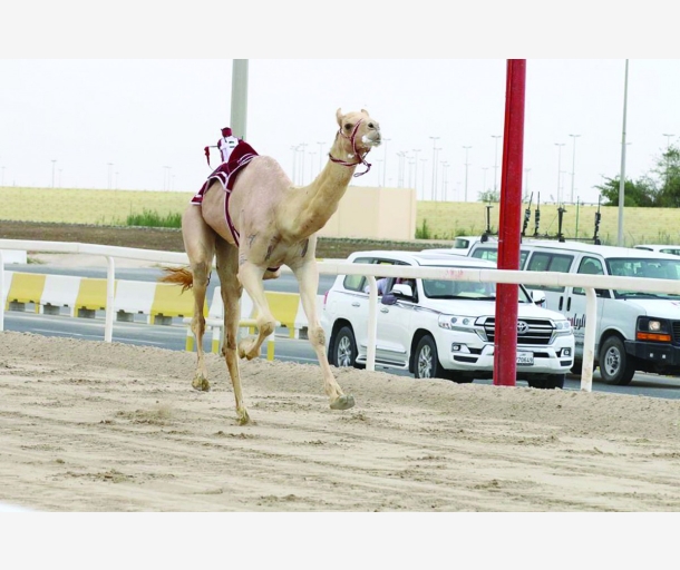 alarab