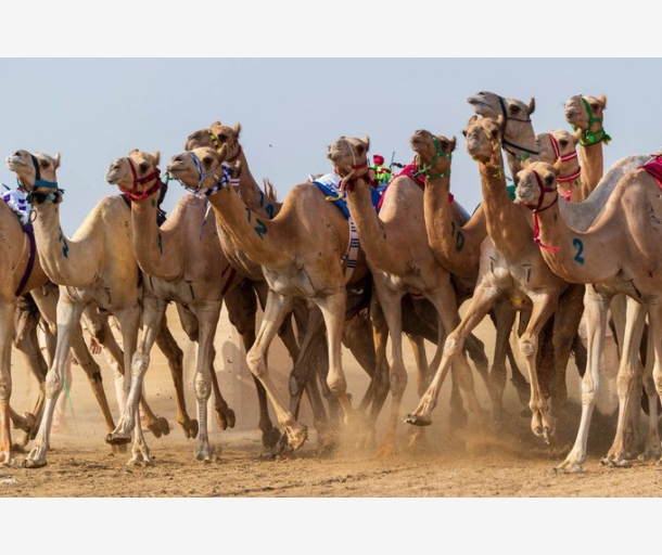 alarab