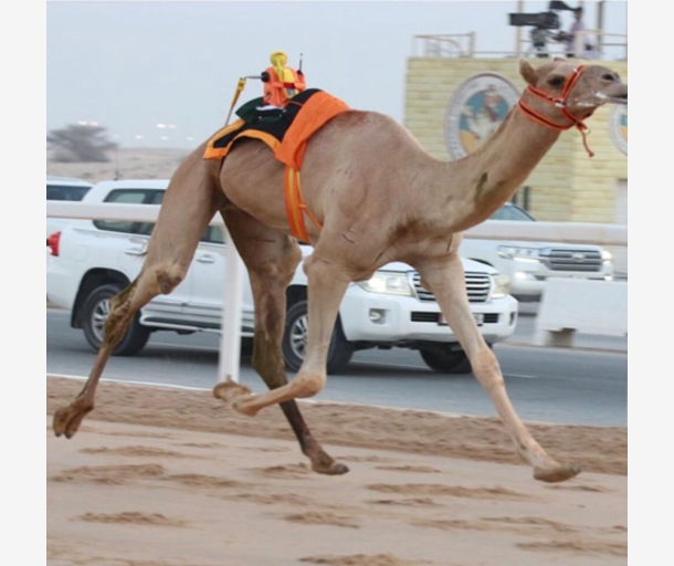 alarab