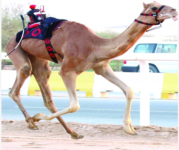 alarab