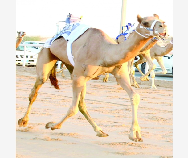 alarab
