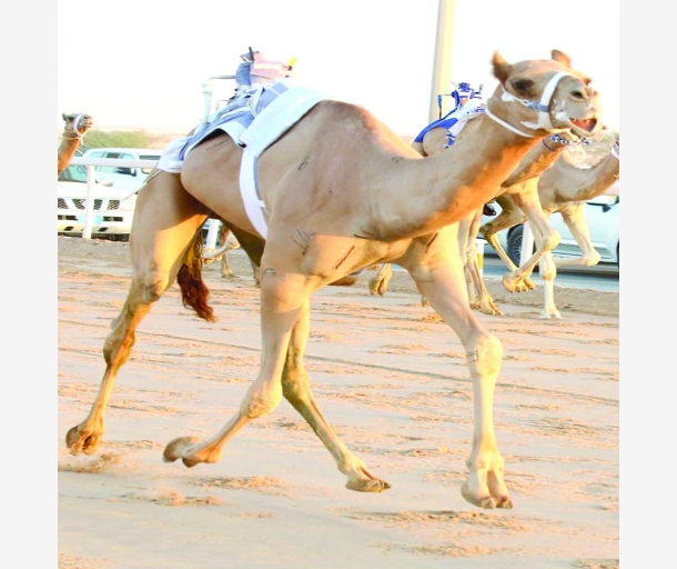 alarab