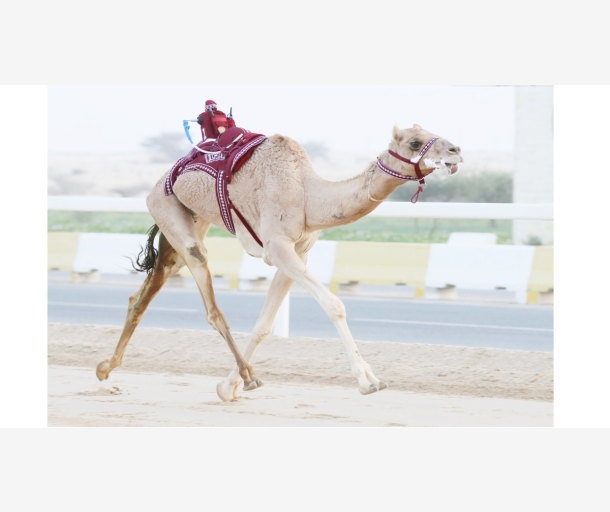 alarab