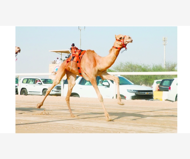 alarab