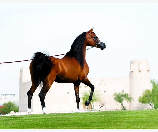 alarab