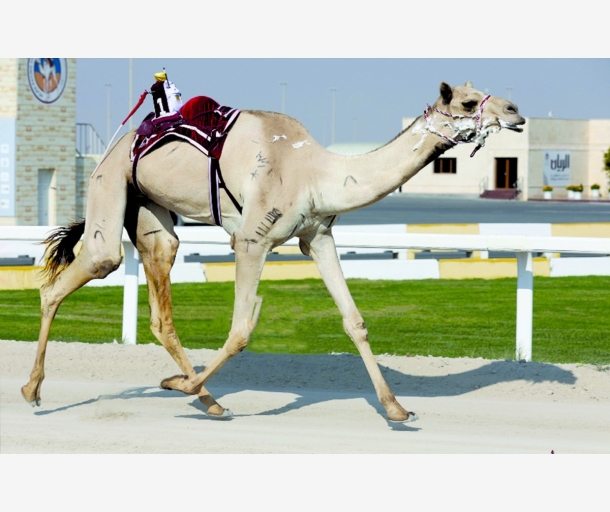 alarab