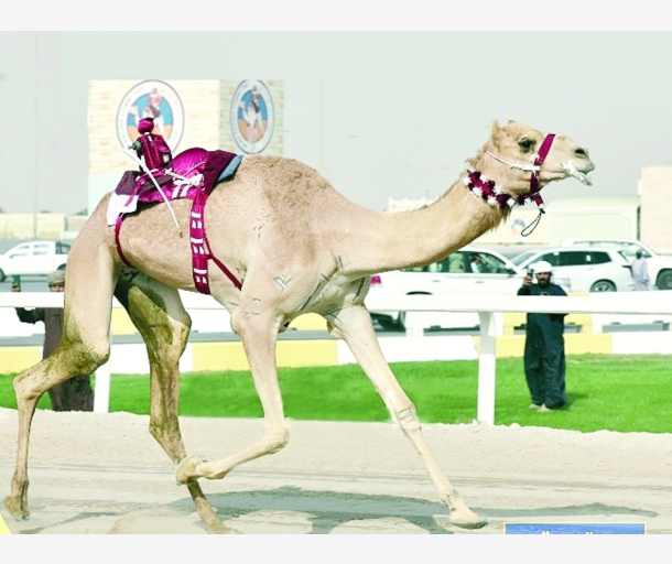 alarab