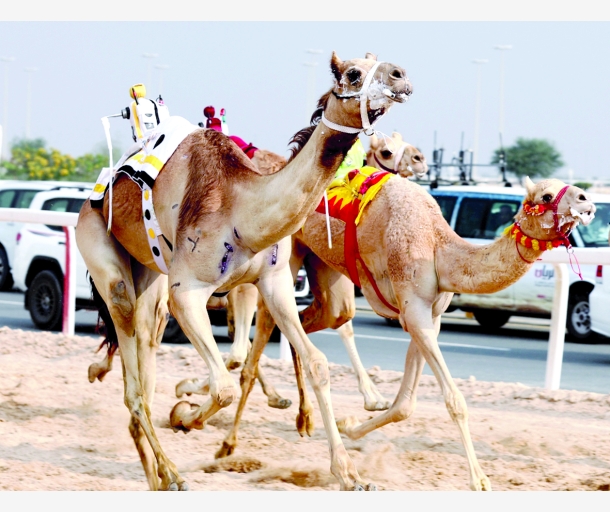 alarab