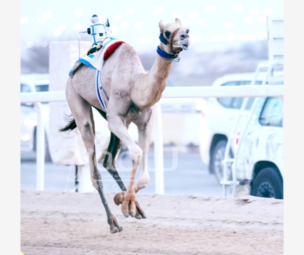 alarab