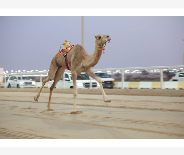 alarab