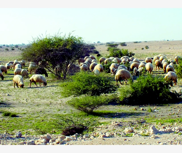 alarab