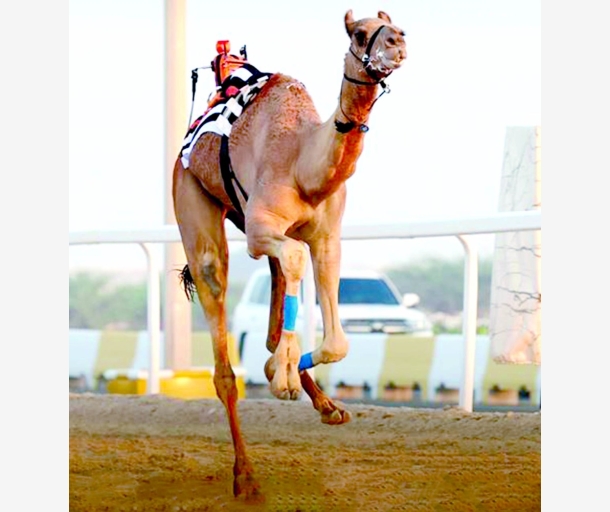 alarab