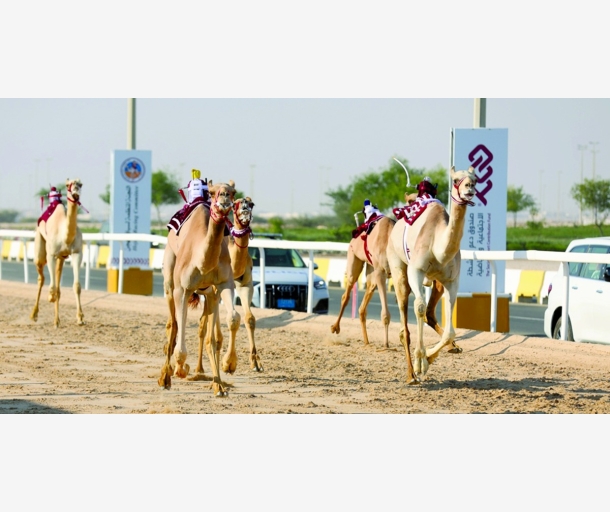 alarab