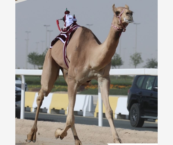 alarab