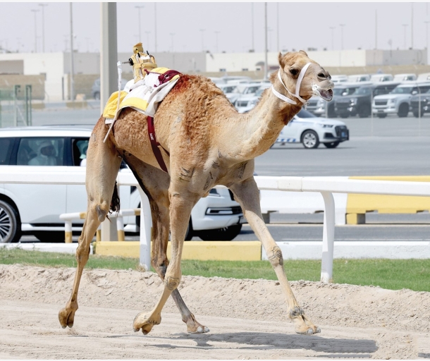 alarab