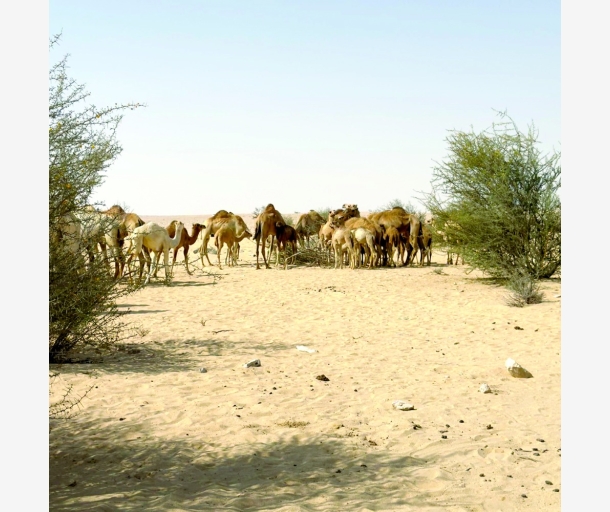 alarab