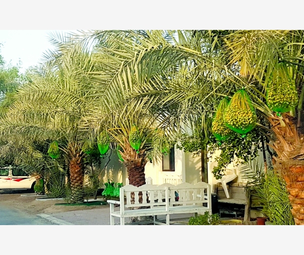 alarab