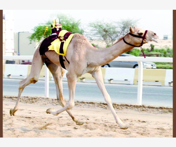 alarab