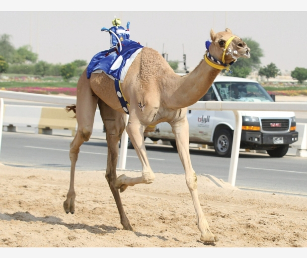 alarab