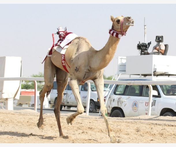 alarab