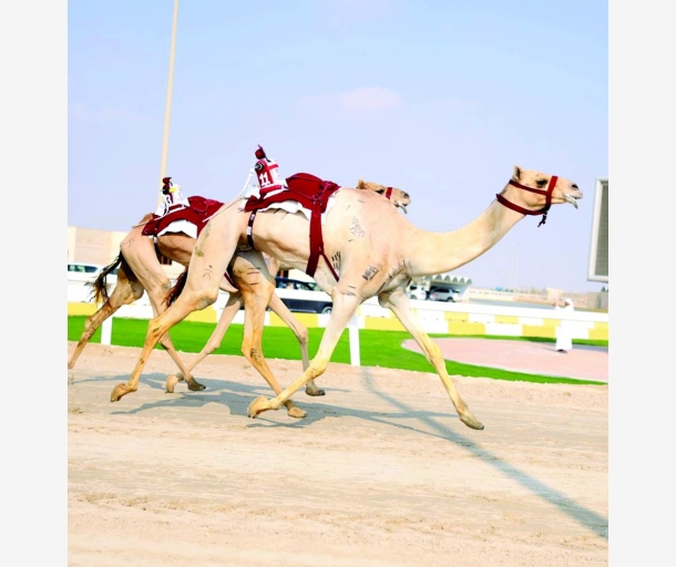 alarab