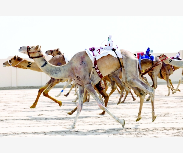 alarab