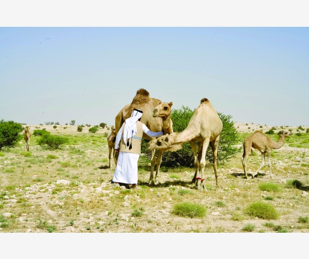 alarab