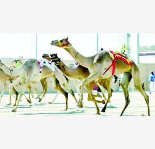 alarab