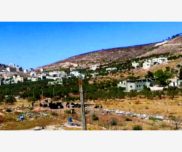 alarab