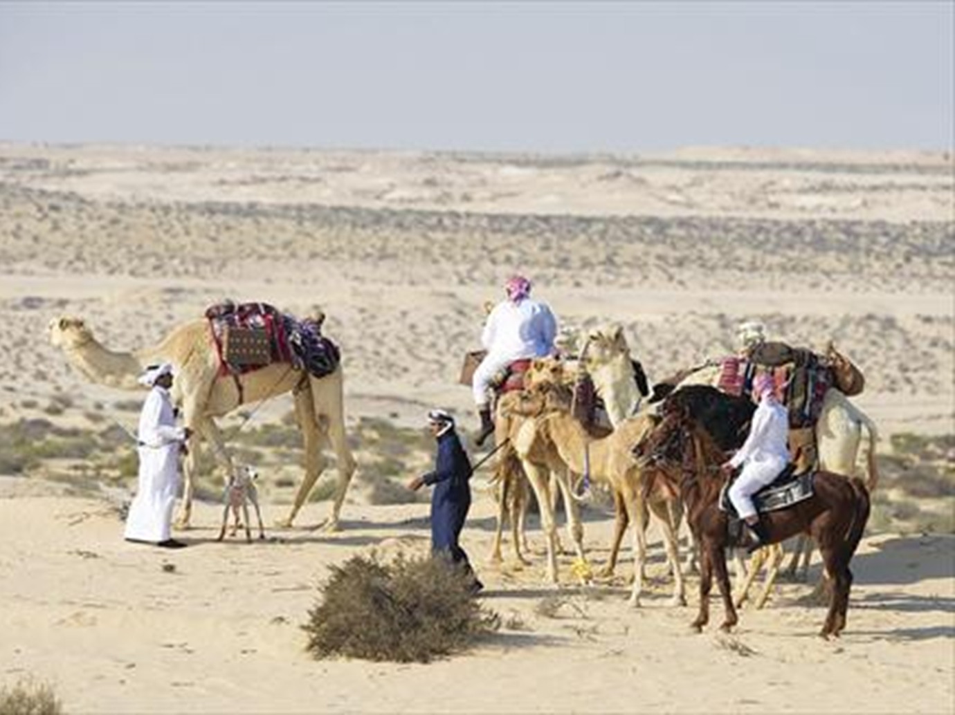 alarab