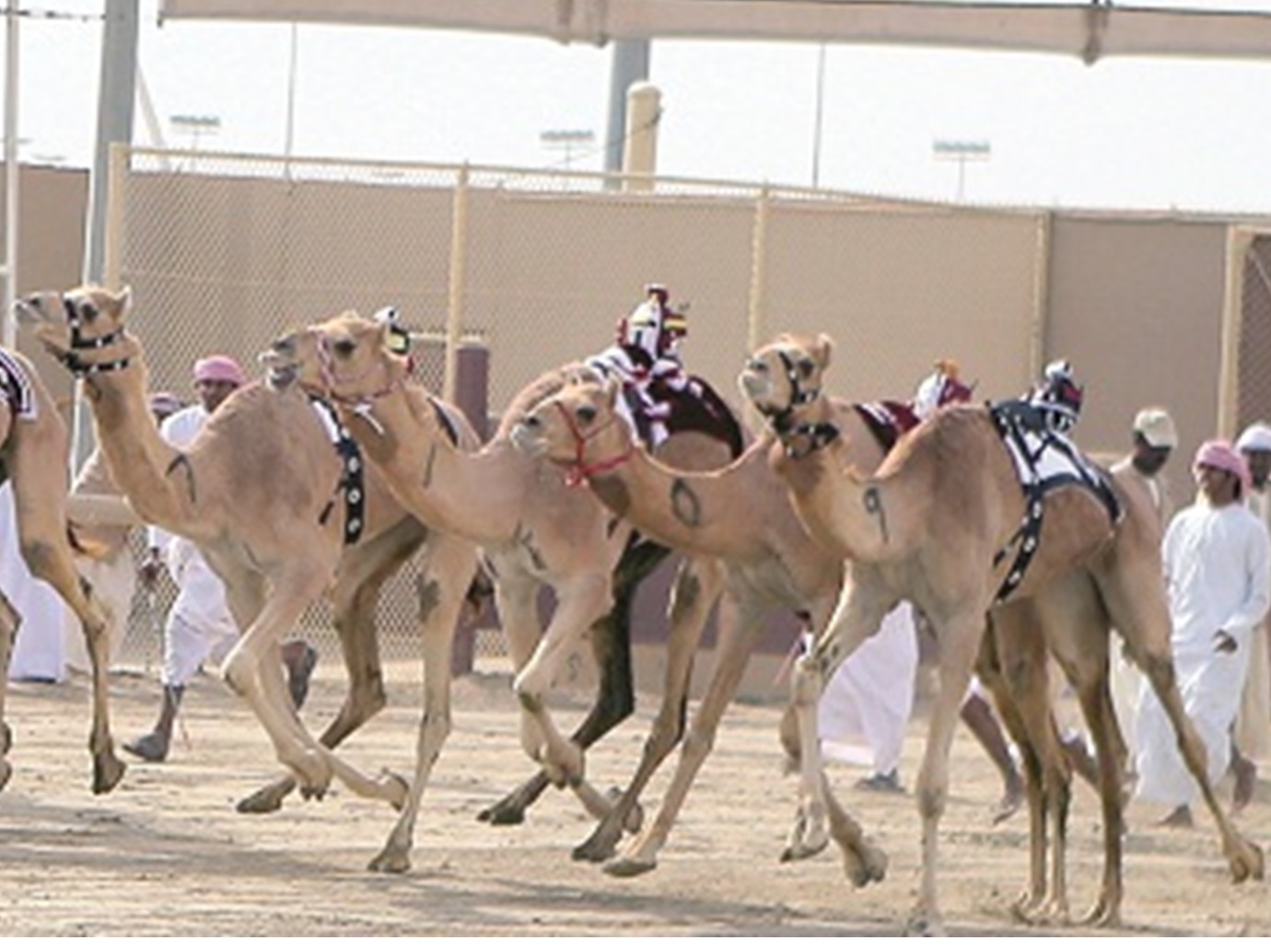 alarab