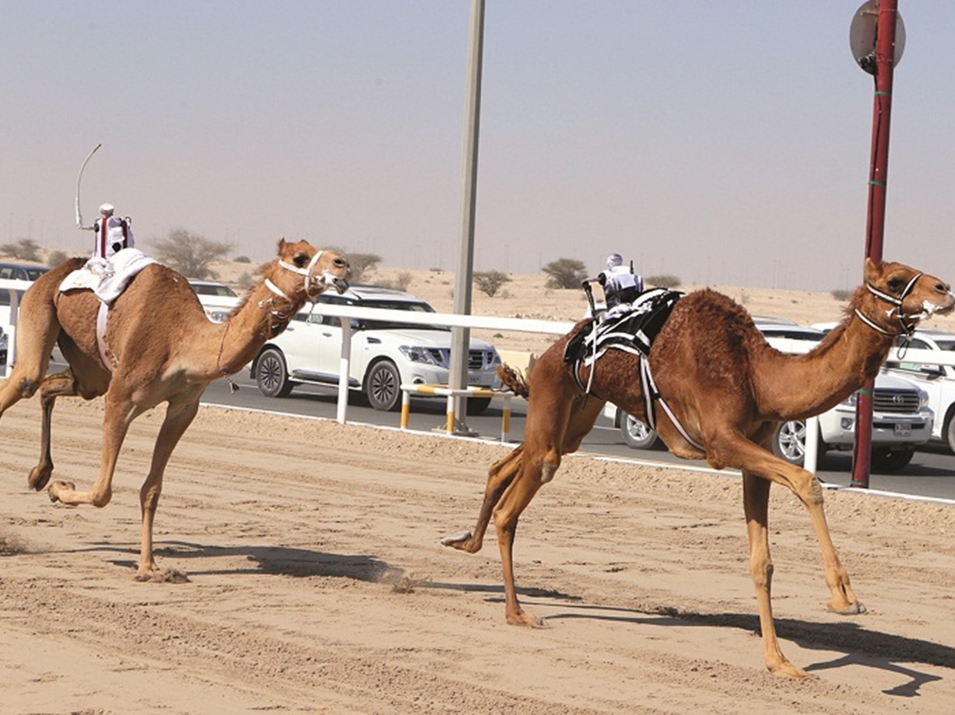 alarab