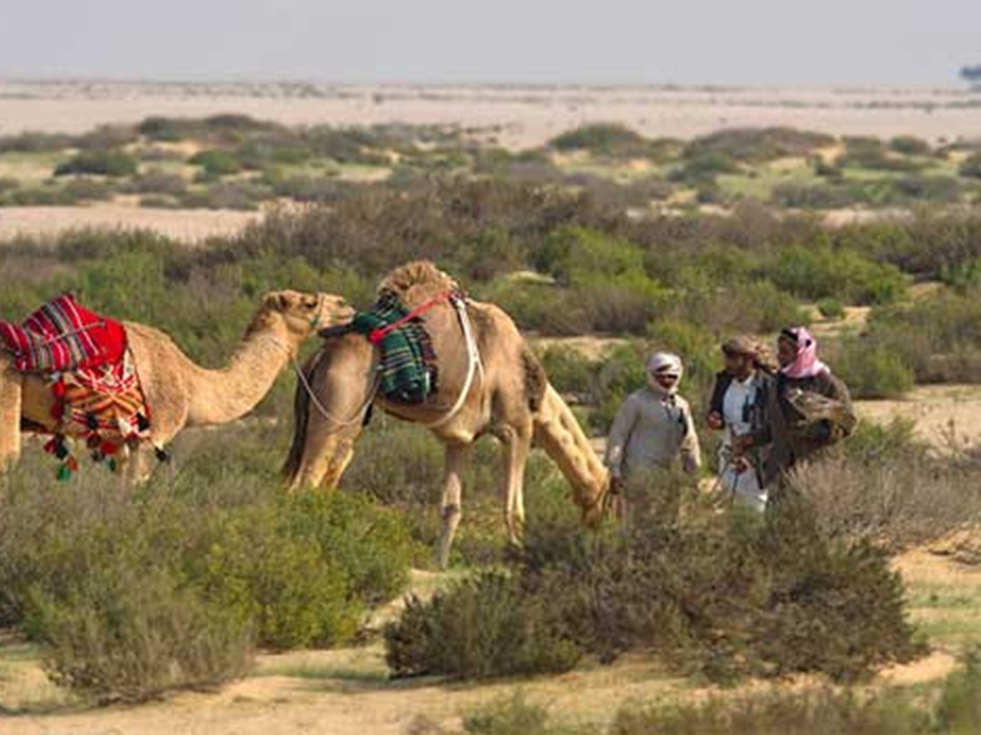 alarab