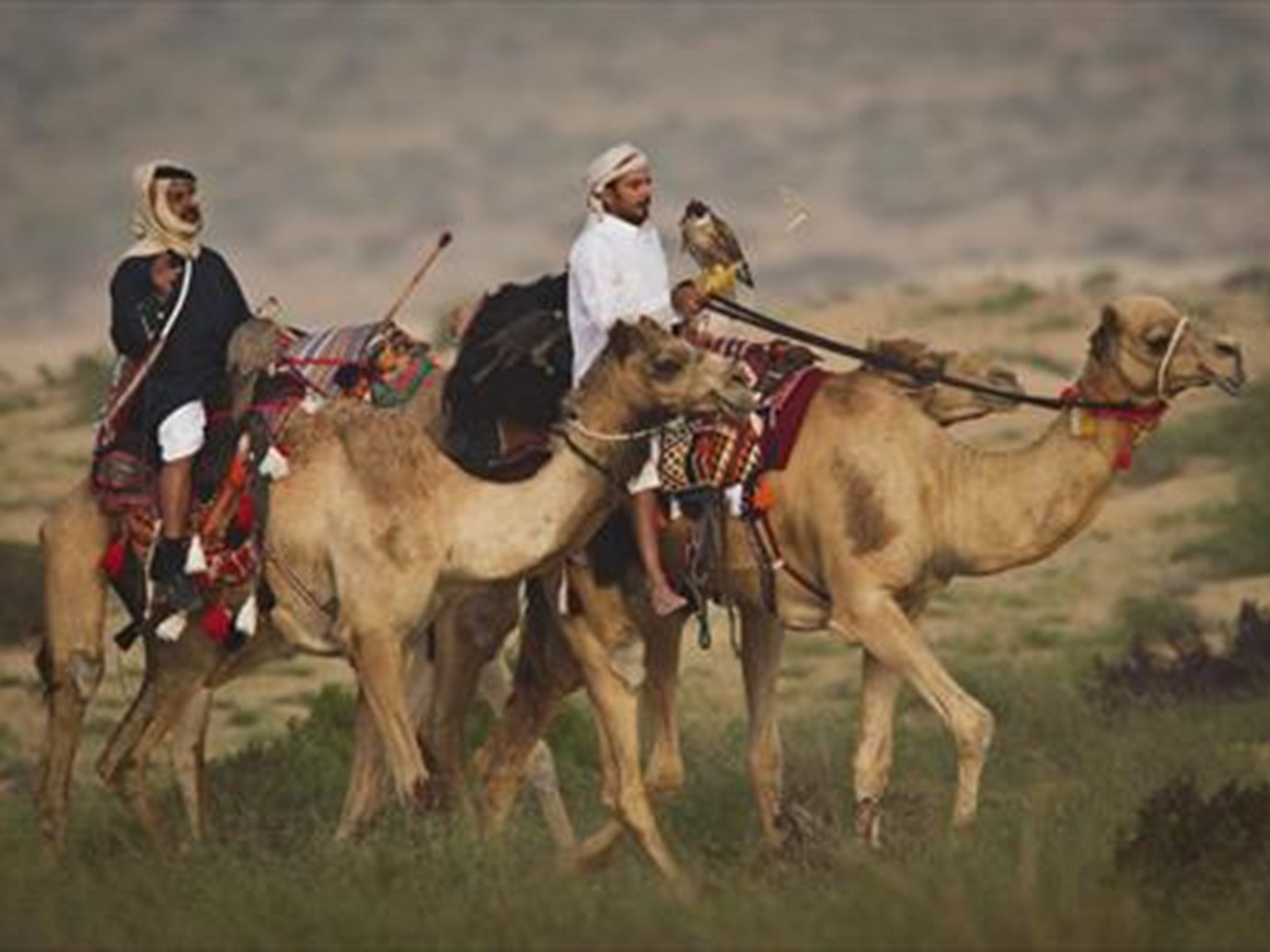 alarab